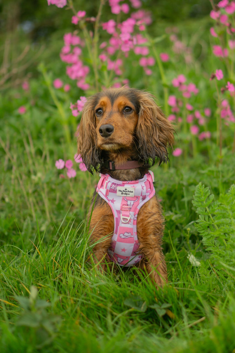 Cowgirl Cutie Adventure Dog Harness