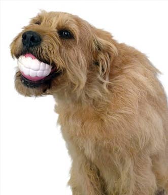 Humunga Chomp Chew Toy for Dogs