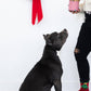 Human and Dog Matching Christmas Sock Set - Christmas Tree