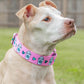 Pup Cups Dog Collar - Pink