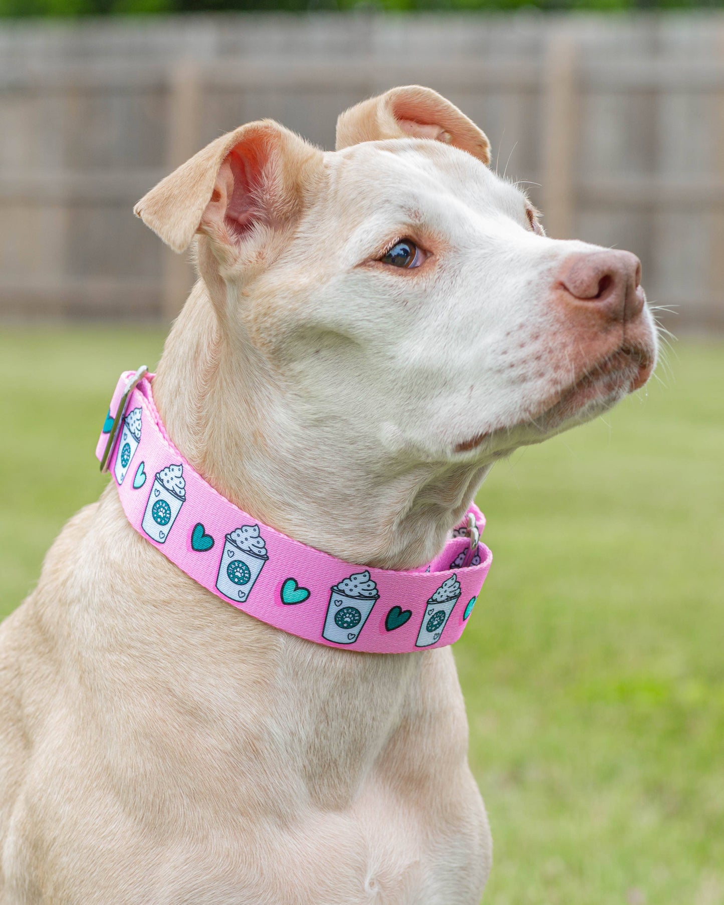 Pup Cups Dog Collar - Pink