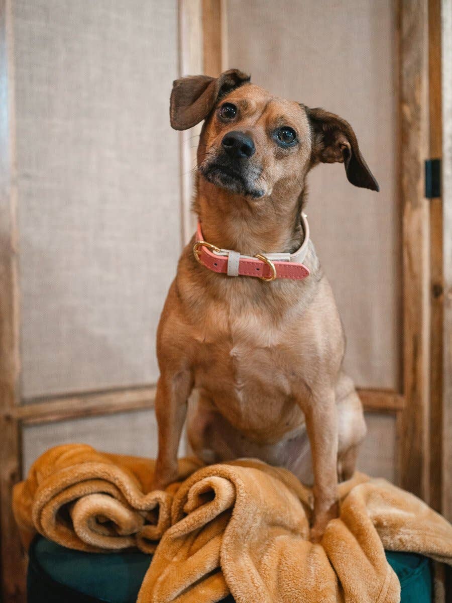 Lola Pink Dog Collar