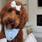 Spring Baby Blue Dog Bandana