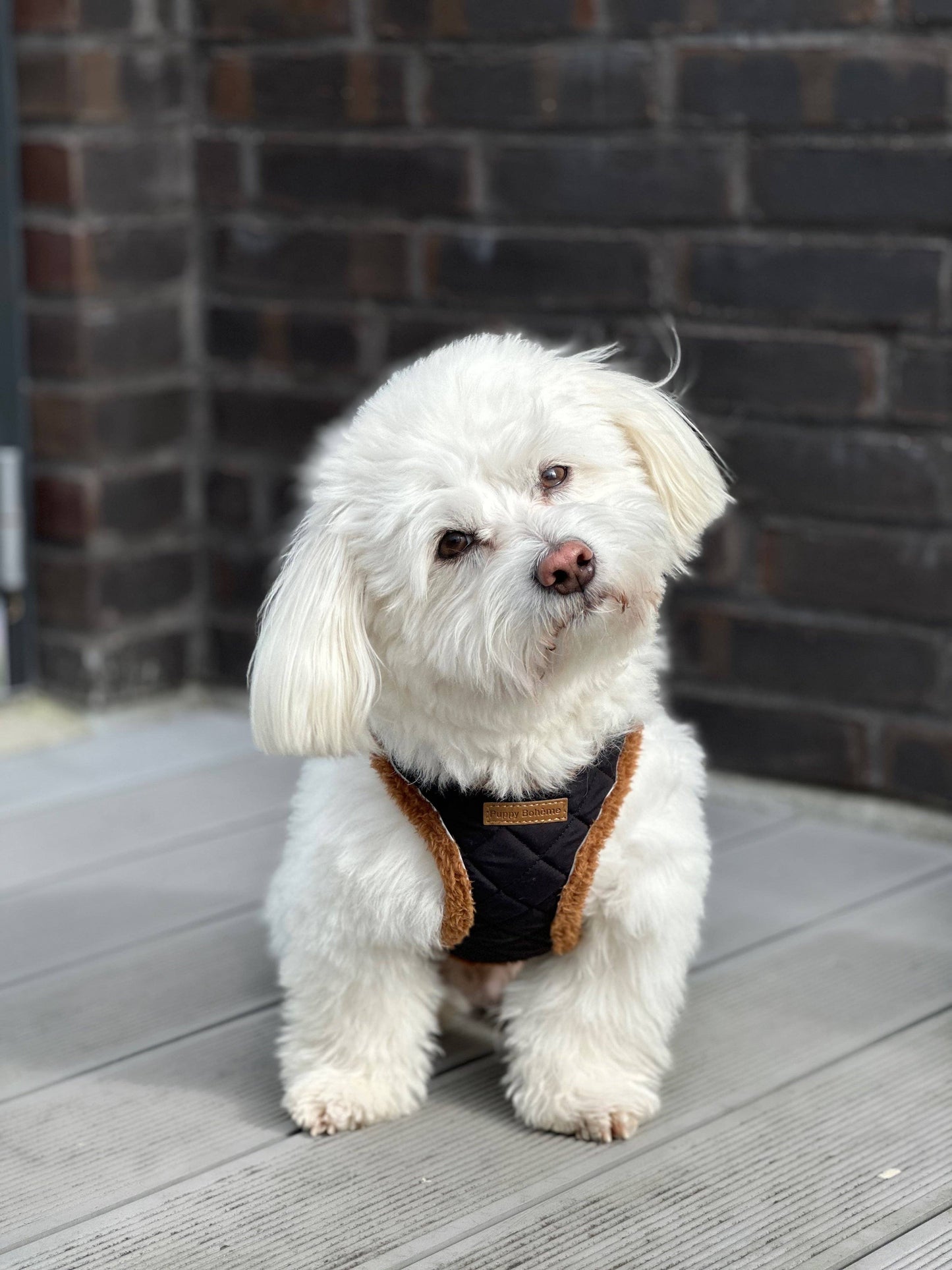 Quilted Teddy Step-in Dog Harness