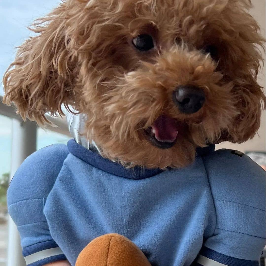 QuarterBark Halloween Dog Costume