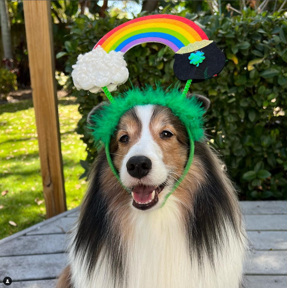 St. Patrick's Rainbow Pot of Gold Dog Headband