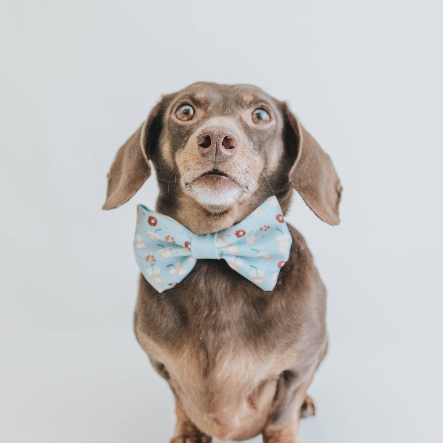 Dog Bowtie - Sweets & Pawfee