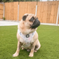 Cactus Patch Adjustable Dog Harness