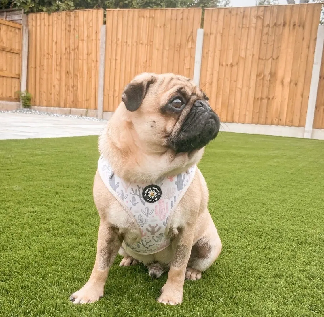 Cactus Patch Adjustable Dog Harness