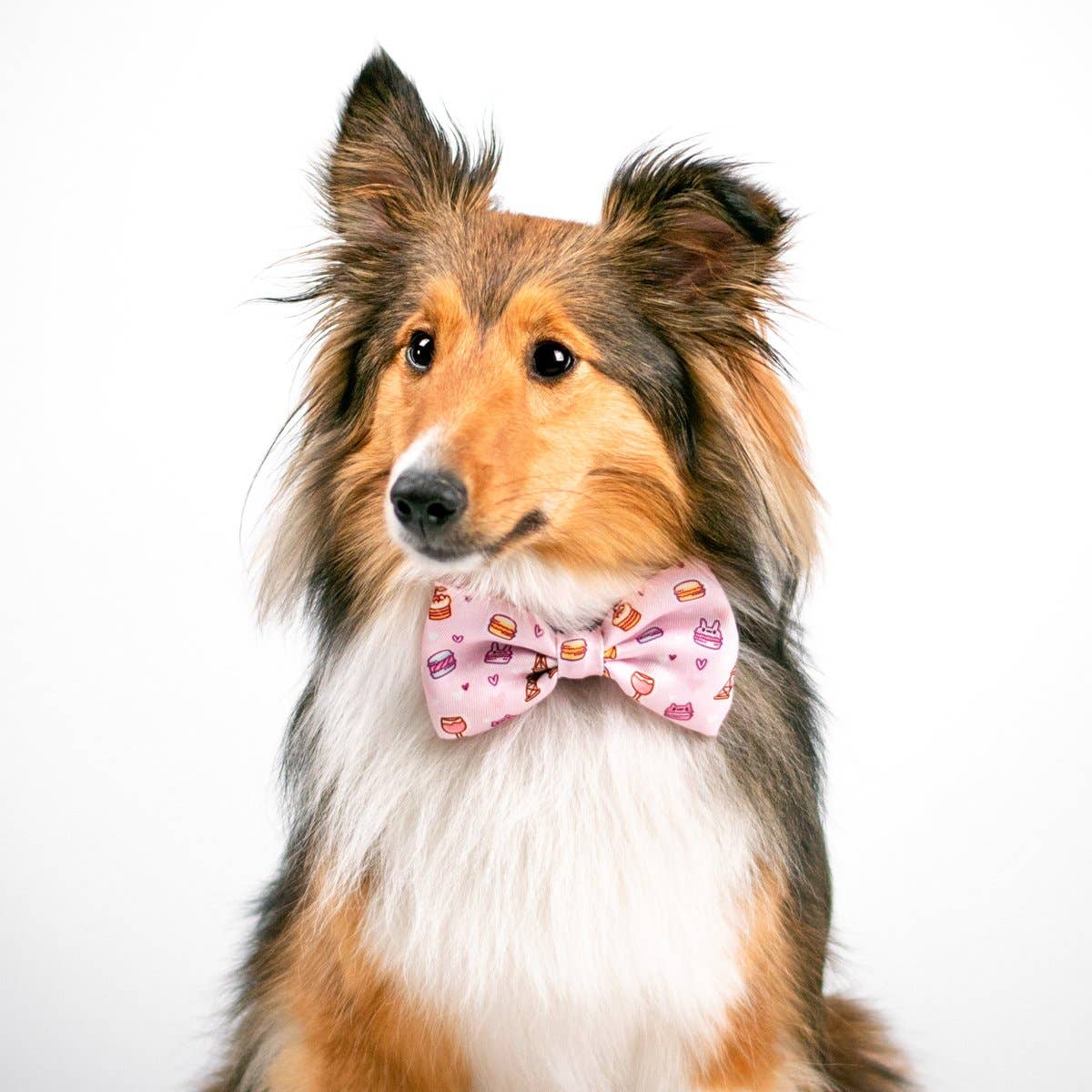 Pajarita para perro de pastelería