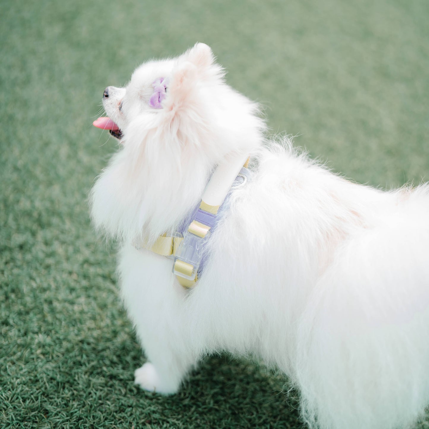 Jelly Dog Harness - Grape Jelly