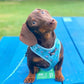 Blue Pupshake Adjustable Dog Harness