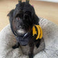 The Wanna-Bee Halloween Dog Costume