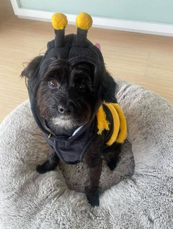 The Wanna-Bee Halloween Dog Costume