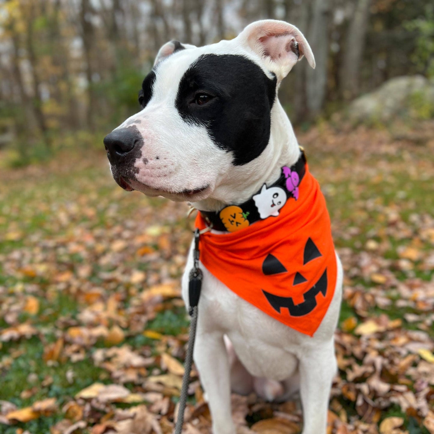 Skull Dog Jiby