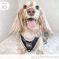 I Heart Dachshunds Adjustable Dog Harness