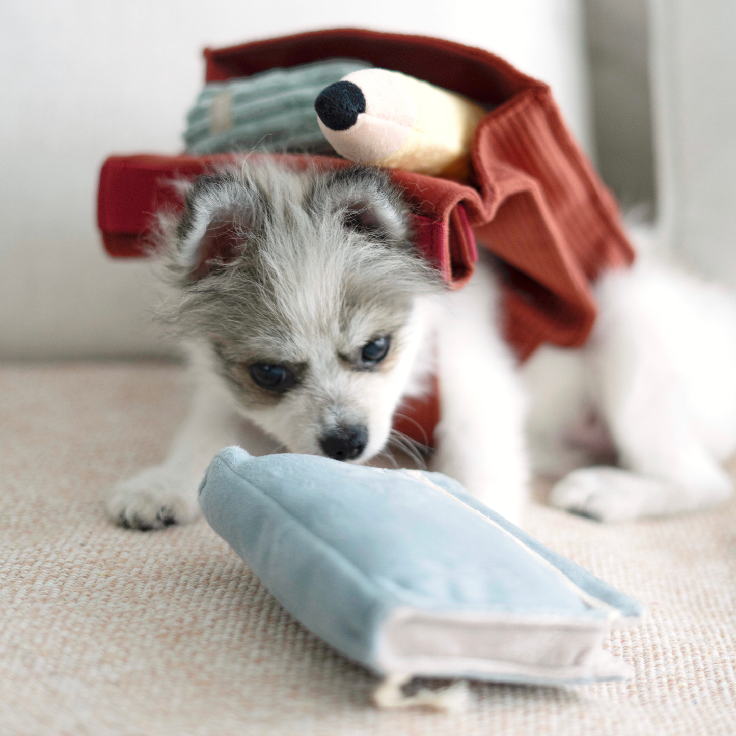 Juguete para perros de regreso a la escuela, 4 piezas