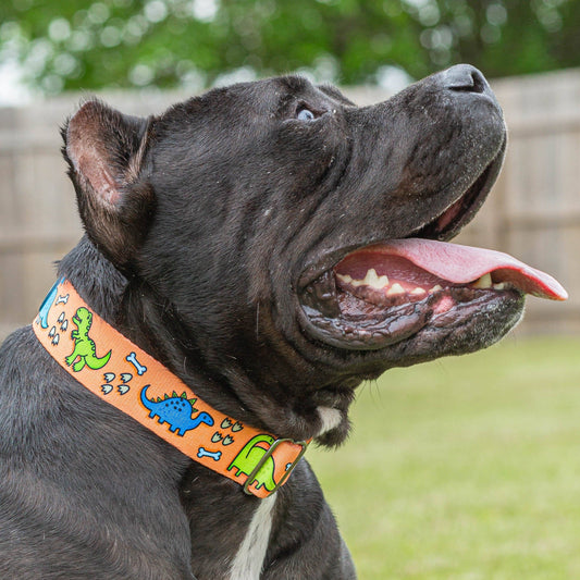 'Lazy Bones' Collar