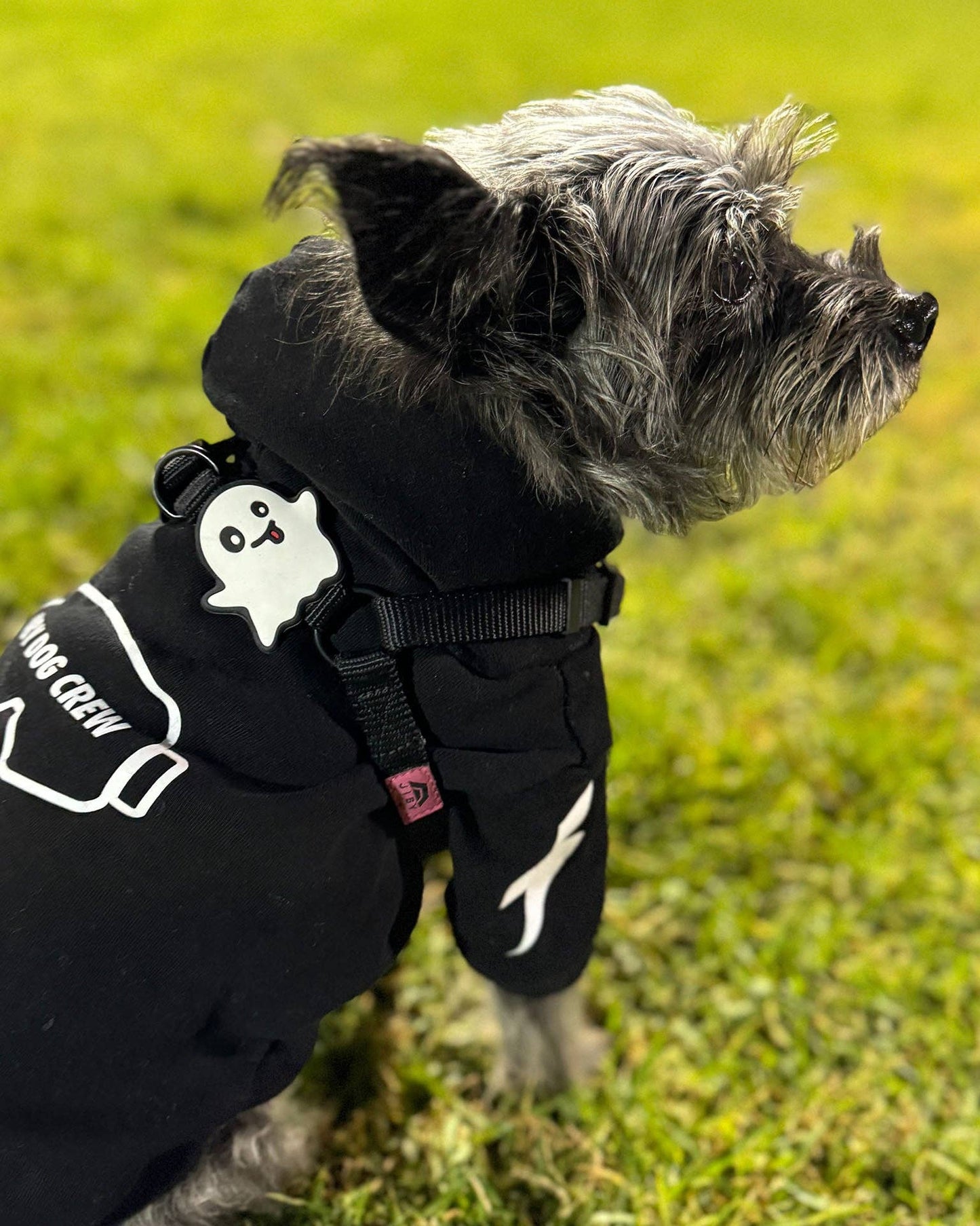 Skull Dog Jiby