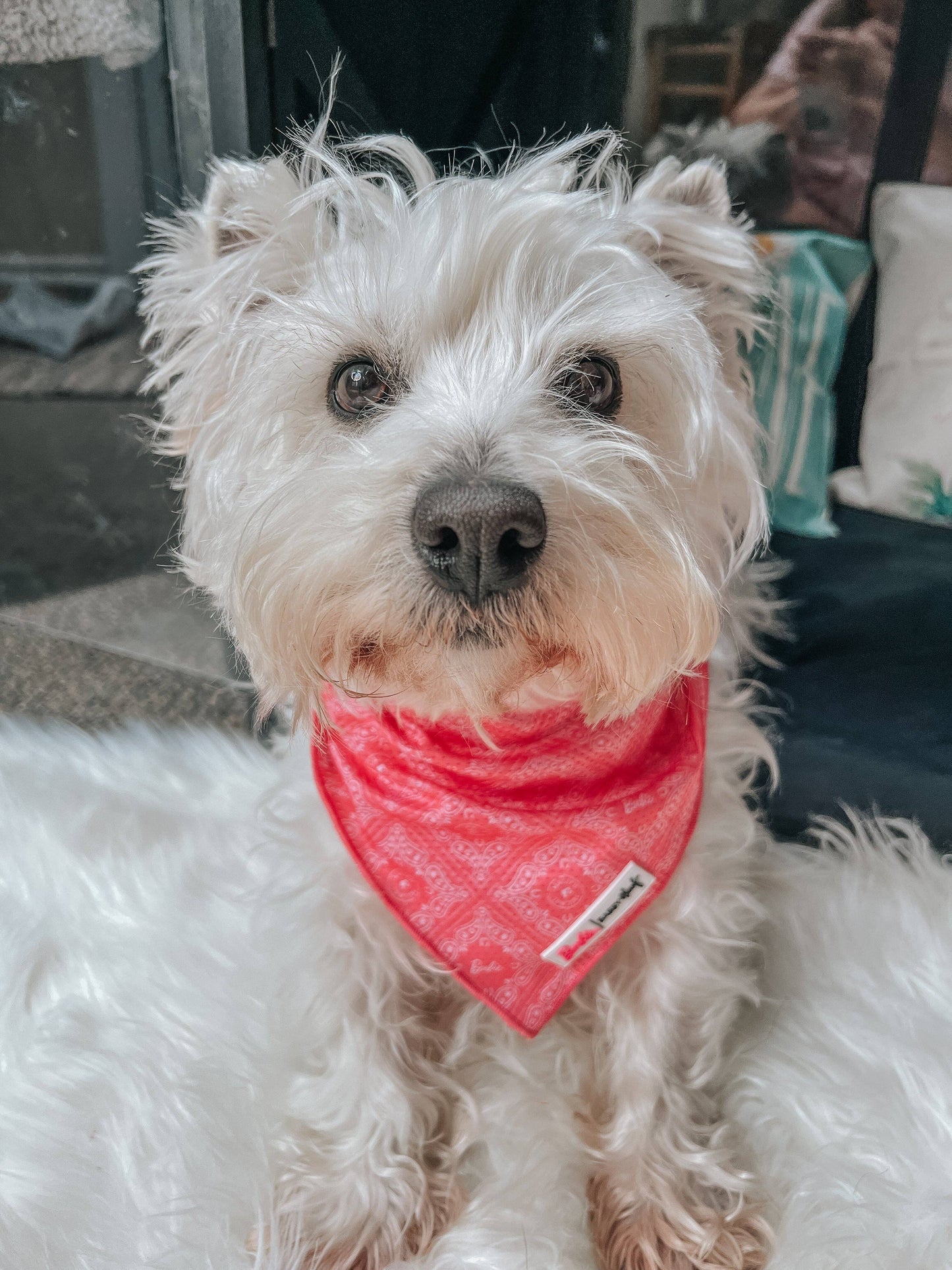 Western Barbie™ Dog Cooling Bandana