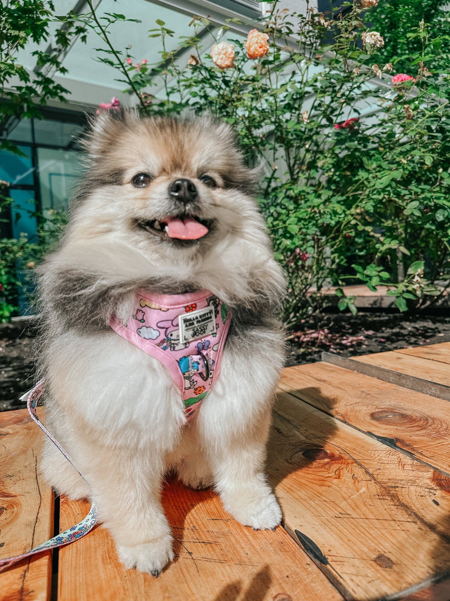 Hello Kitty® & Friends Flower Festival Dog Adjustable Harness