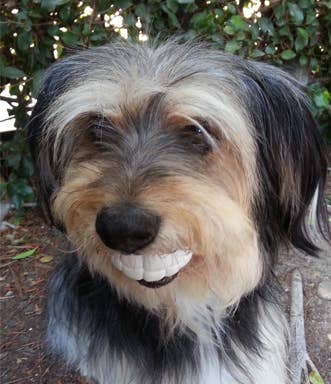 Humunga Chomp Chew Toy for Dogs