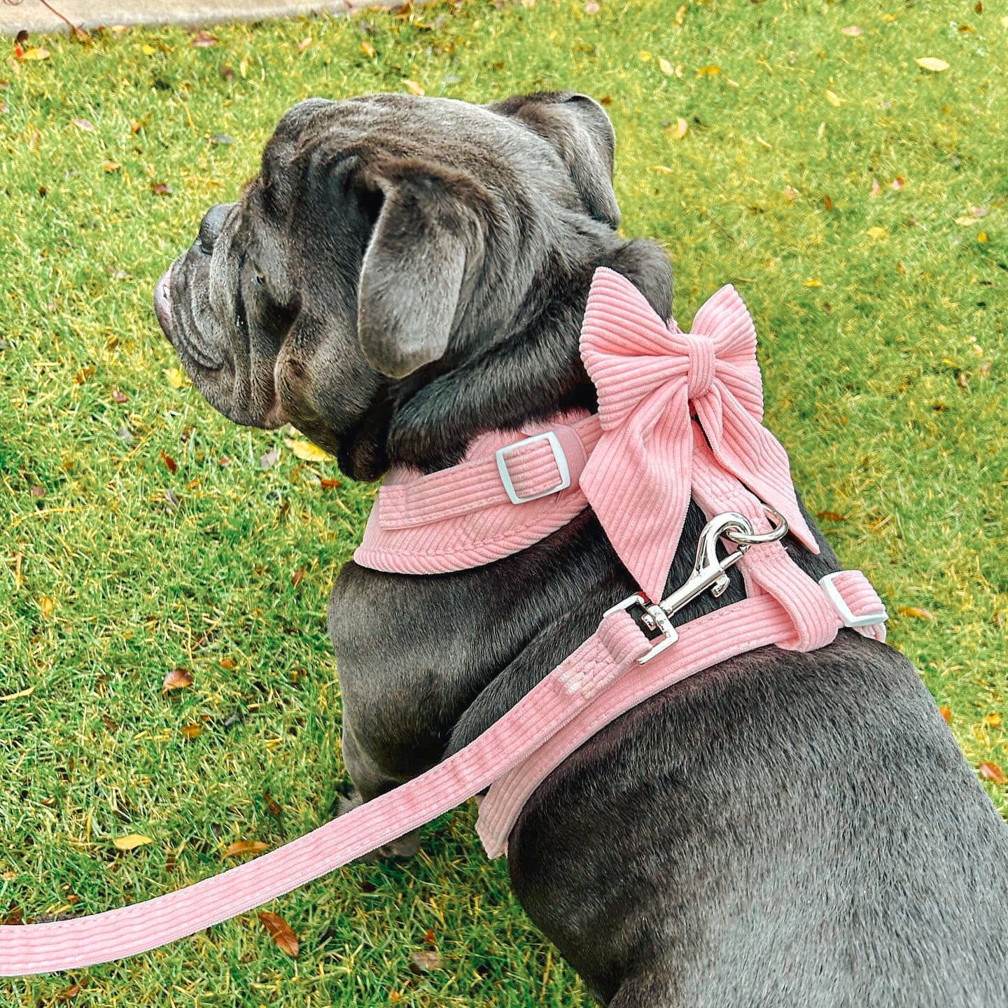 Adjustable Dog Harness - Bubblegum
