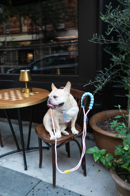 Dopamine Blue/Pink Dog Leash