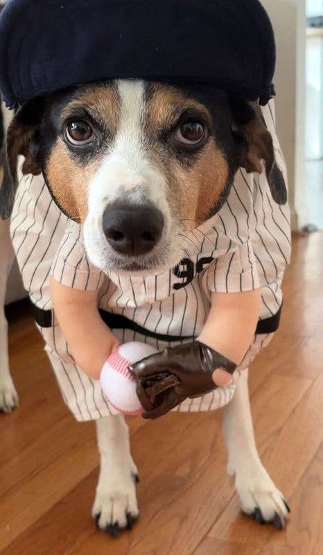 The Home Ruff Halloween Dog Costume