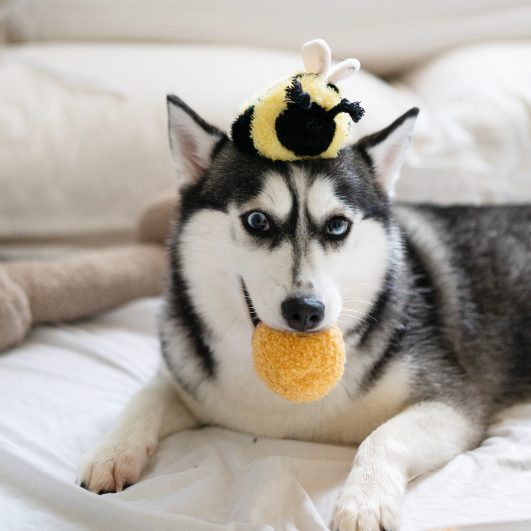 Juguete para perros Bee Pop Snuffle