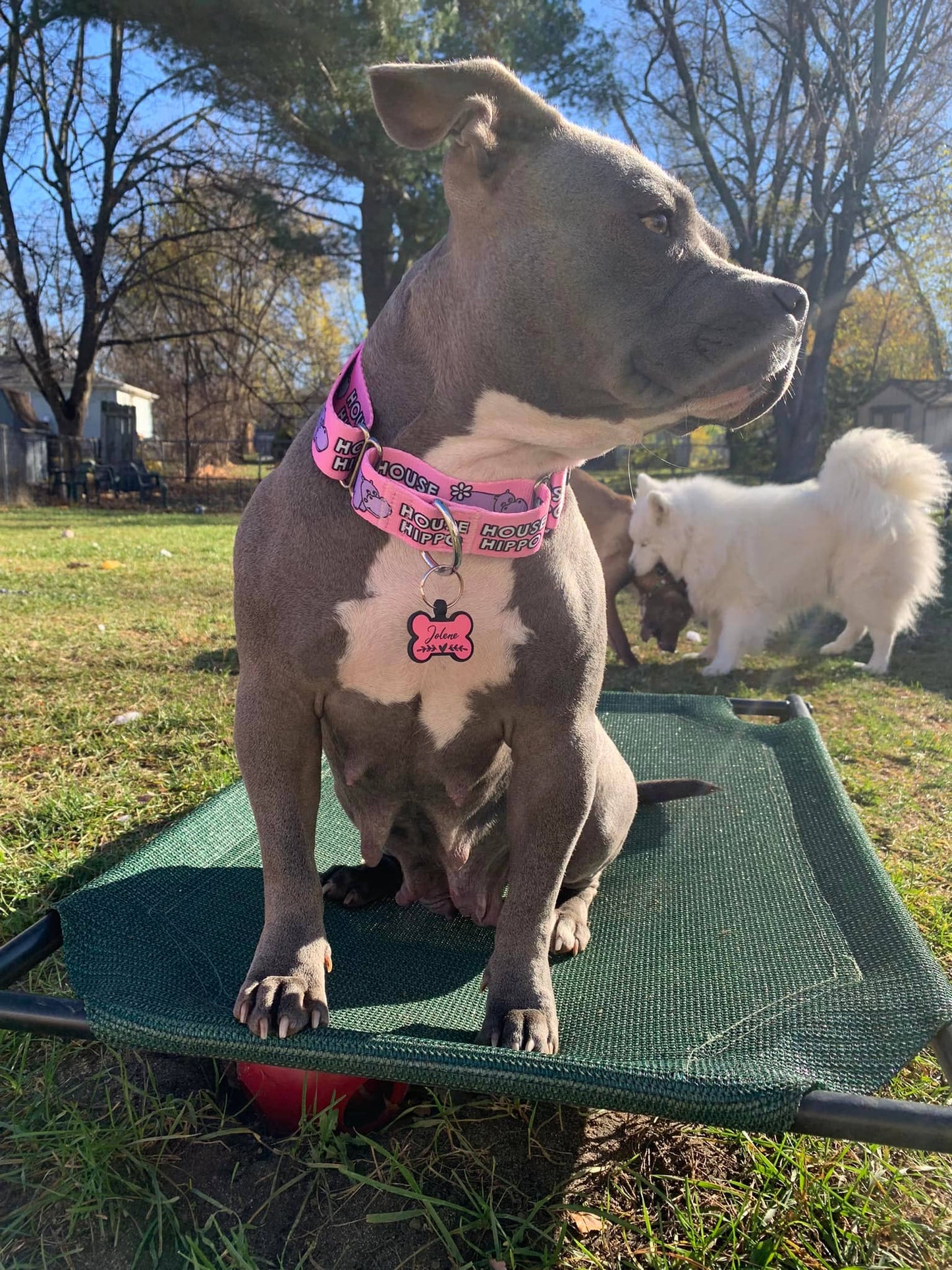 Pitty-potamus Dog Collar - Pink