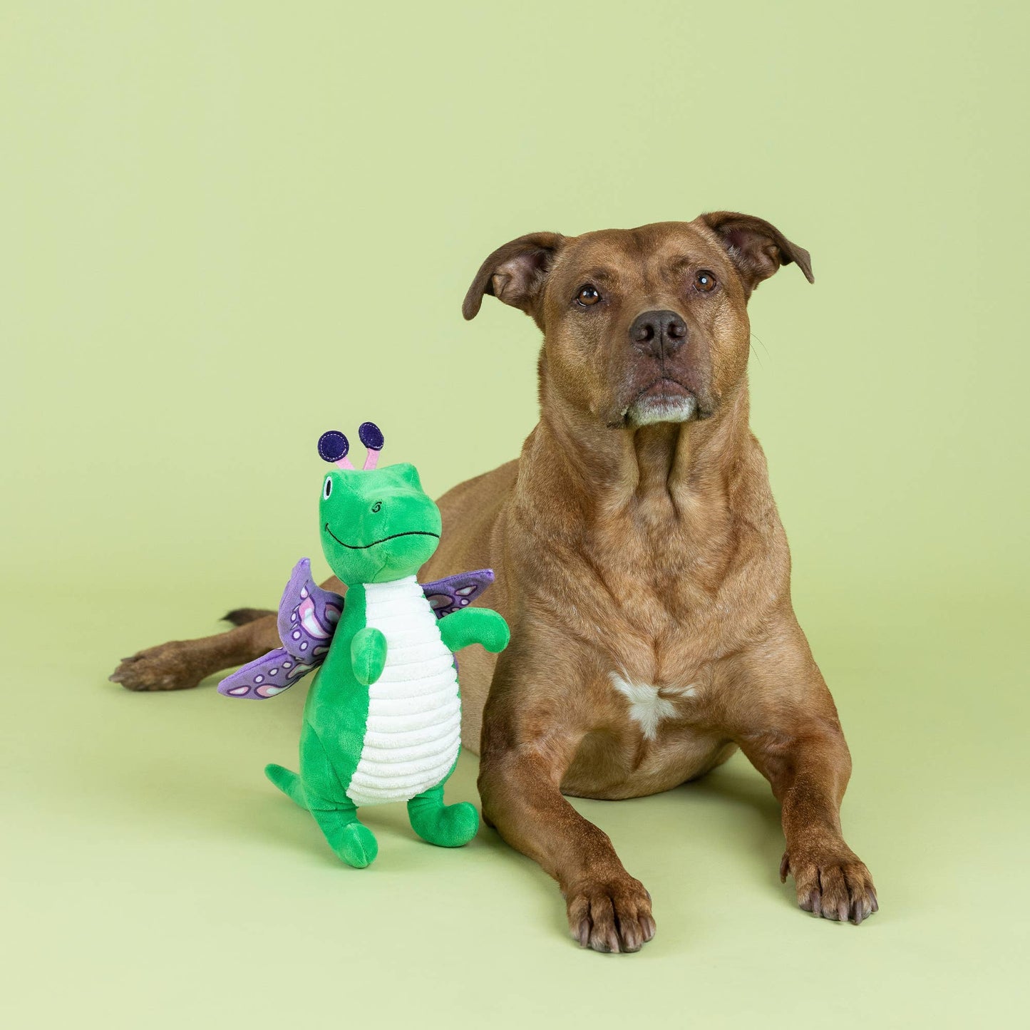 Flutter Rex Plush - Plush Dog Toy