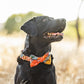 Buchanan Plaid Flannel Fall Dog Collar