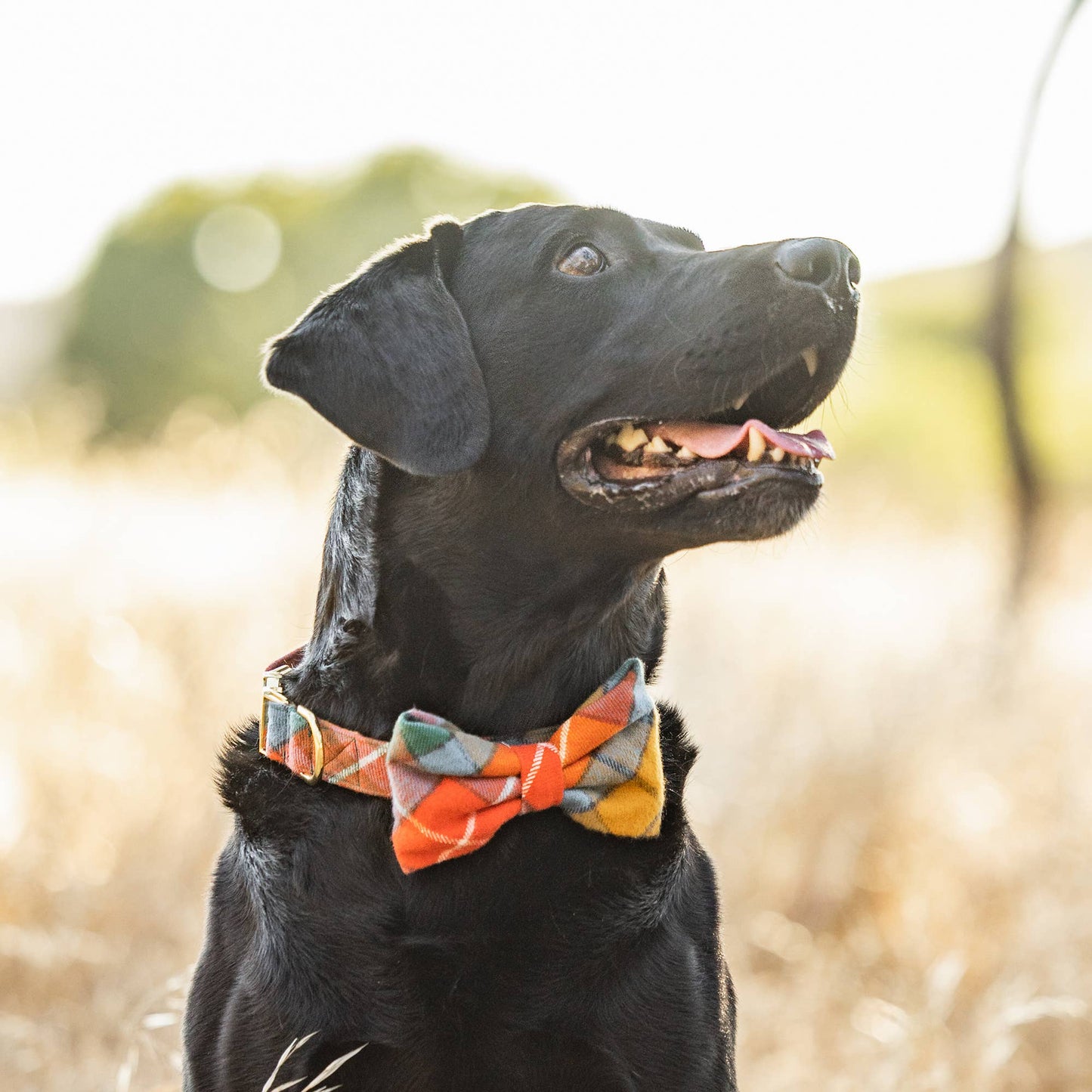 Buchanan Plaid Flannel Fall Dog Collar