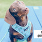 Blue Pupshake Adjustable Dog Harness