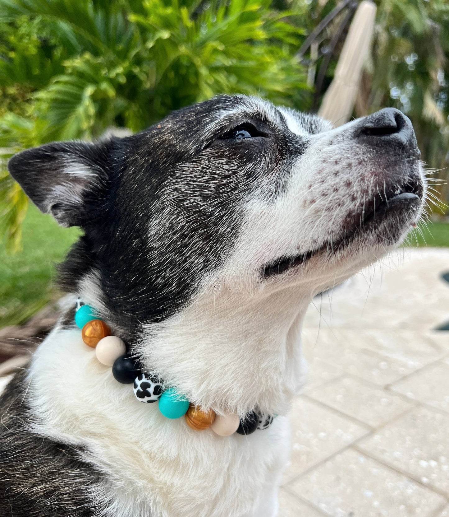 Western Glam Beaded Dog Collar