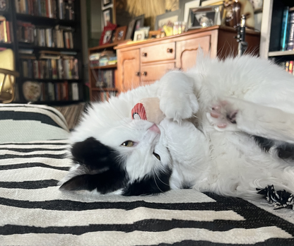 Bite my Finger Toy