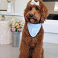 Spring Baby Blue Dog Bandana