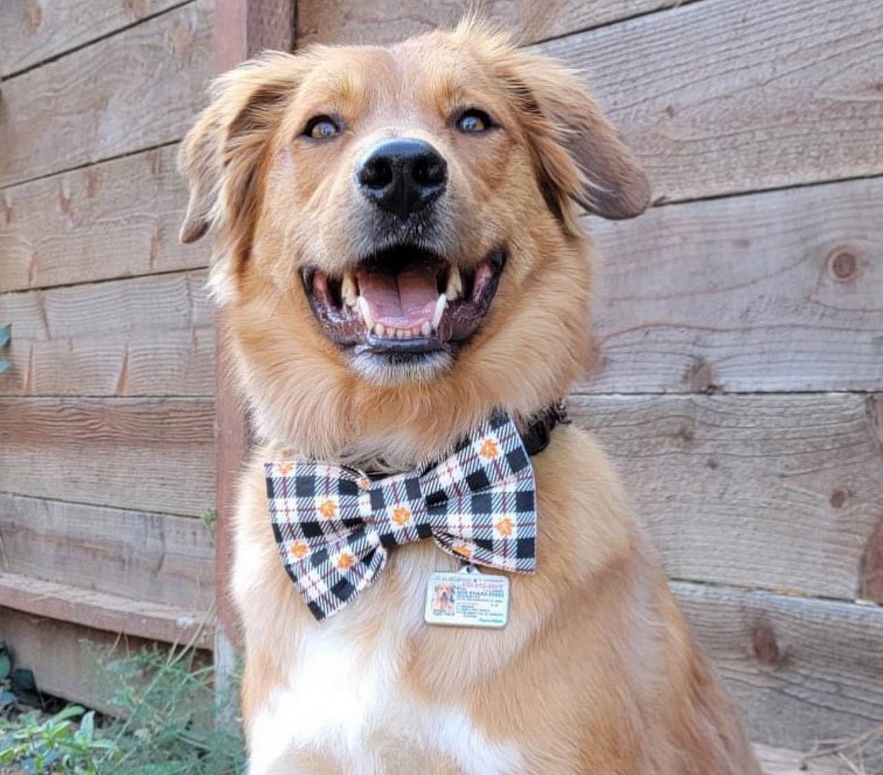 Beer Pet Bow Tie