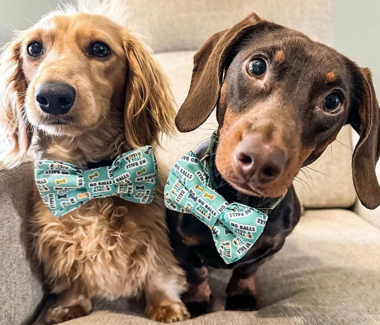 Beer Pet Bow Tie