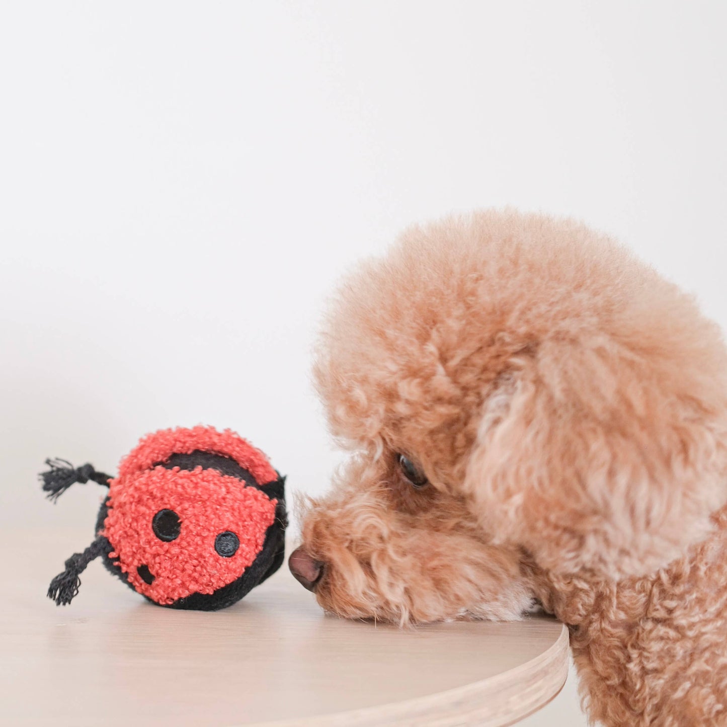 Petite Ladybug Snuffle Toy