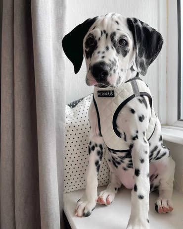 Step-In Dog Harness, Quilted Vegan Leather, White