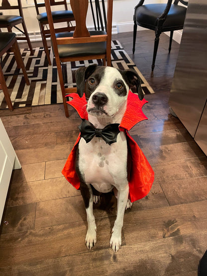 Bat Bowtie: collar attachment