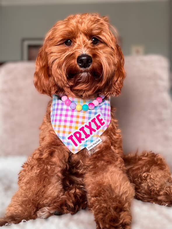 Trixie Beaded Dog Collar Necklace