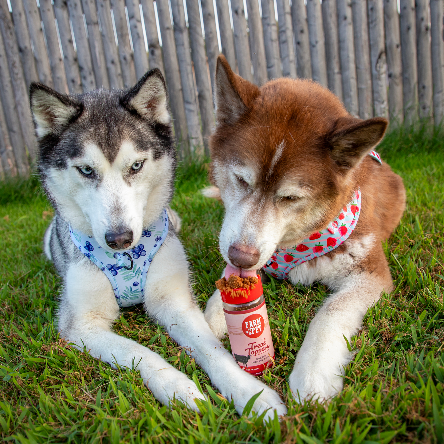 Treat Topper Beef Dog Food Topper