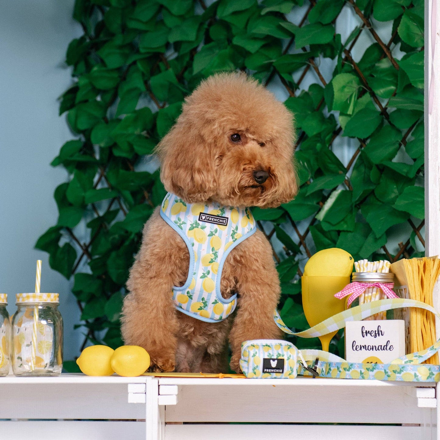 Frenchie Duo Reversible Harness - Lemon Tree