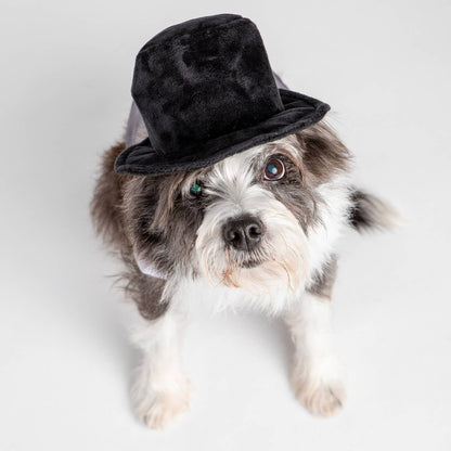Sombrero de copa de terciopelo negro para perro