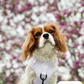 Doggie Sport Harness - I Lilac You A Lot