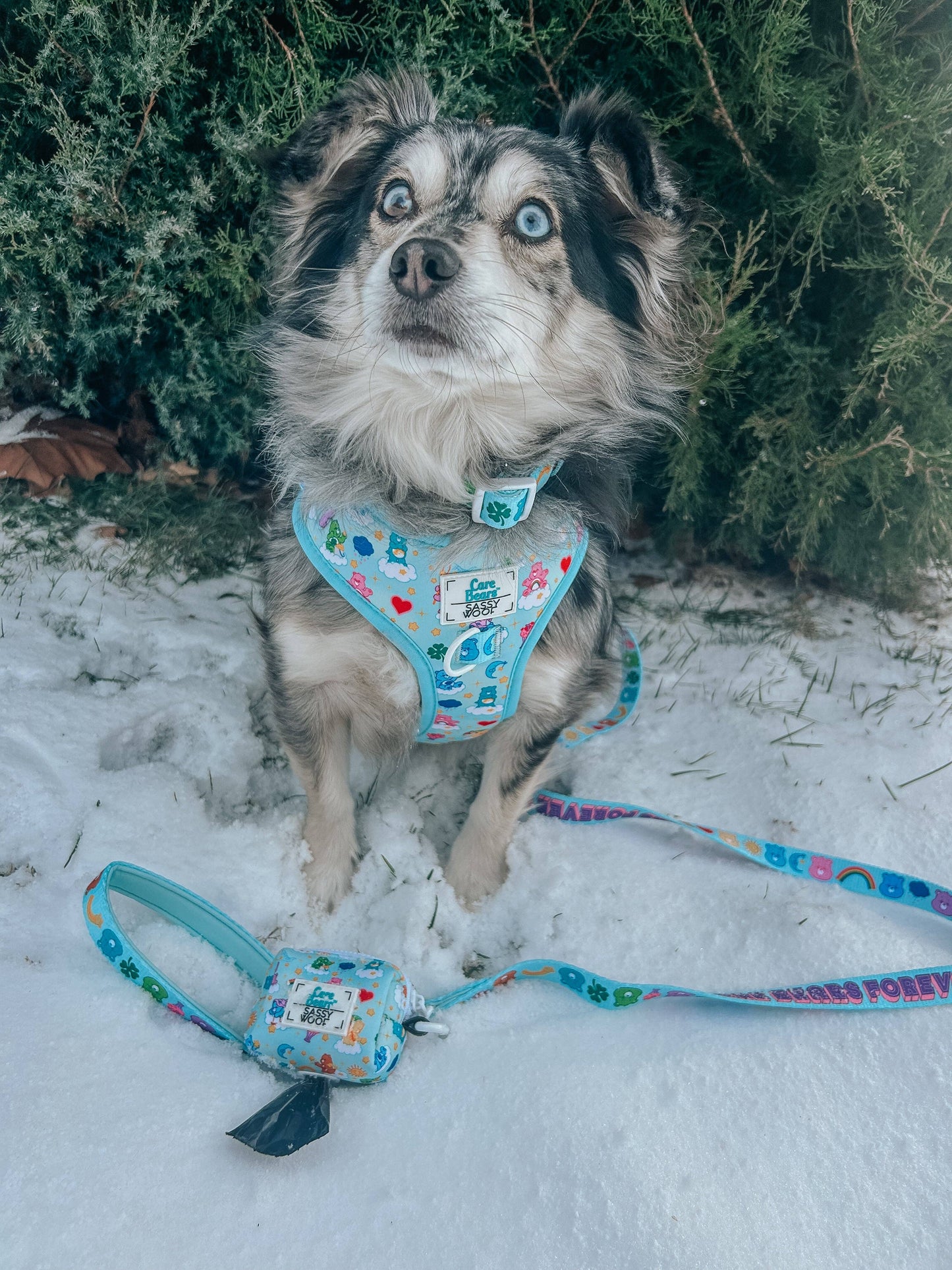 Dog Collar - Care Bears™ Care-a-Lot