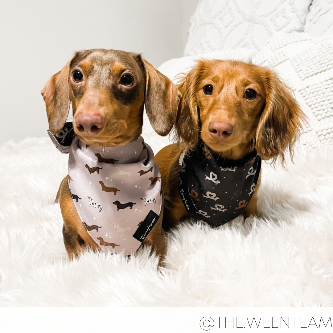 Whimsical Weens Double Sided Dog Bandana